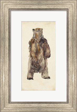 Framed Brown Bear Stare I Print