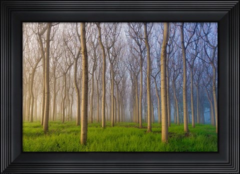 Framed Morning Of The Forest Print