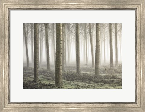 Framed Small Woodland Print