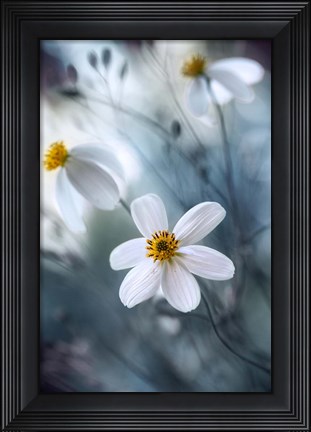 Framed Cosmos Print