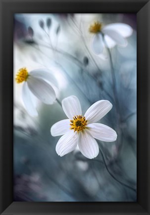 Framed Cosmos Print