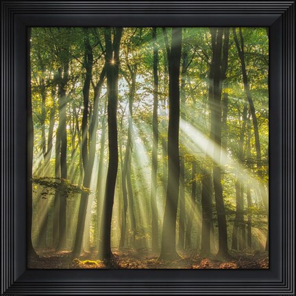 Framed Sunny Start To The Day Print