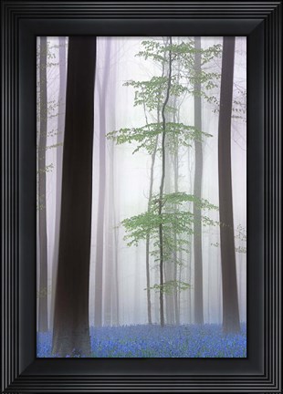 Framed Foggy Forest Print
