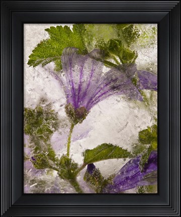 Framed Frozen Mallow Flower Print