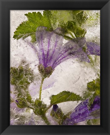 Framed Frozen Mallow Flower Print