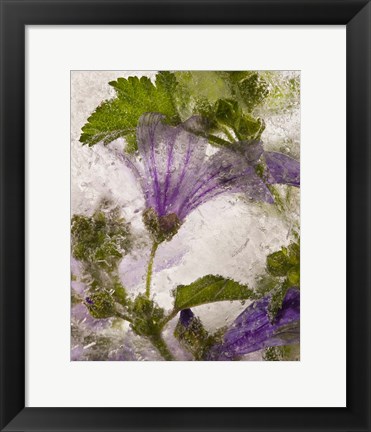 Framed Frozen Mallow Flower Print