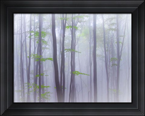 Framed Misty Print