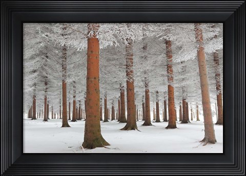 Framed In White Print