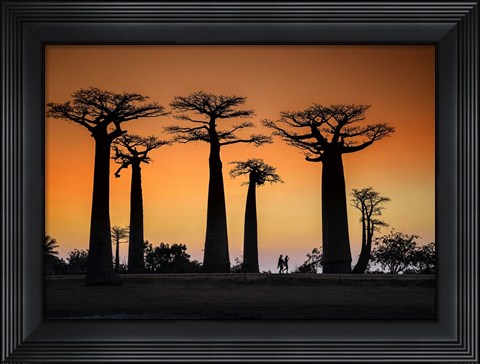 Framed Sunset In Morondava Print