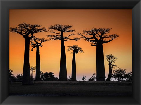 Framed Sunset In Morondava Print