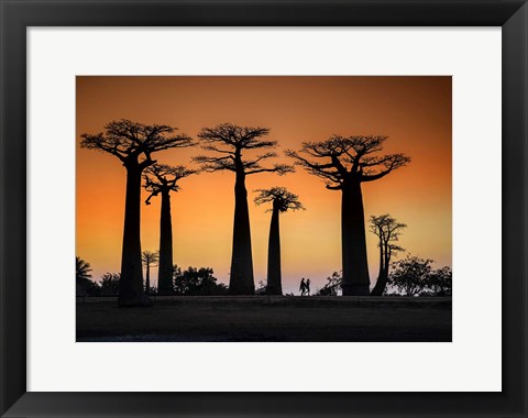 Framed Sunset In Morondava Print