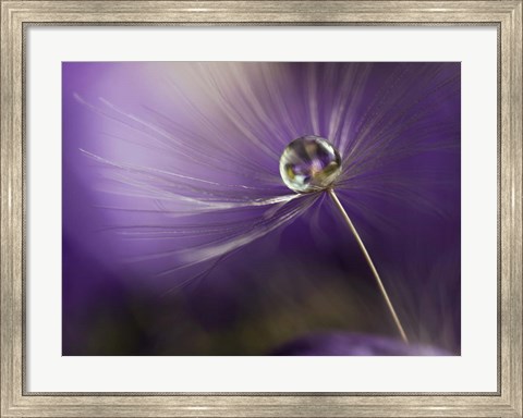 Framed In Shades Of Purple Print