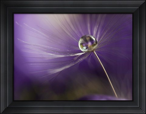 Framed In Shades Of Purple Print