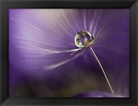 Framed In Shades Of Purple Print