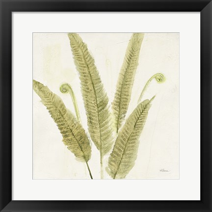 Framed Forest Ferns II Print