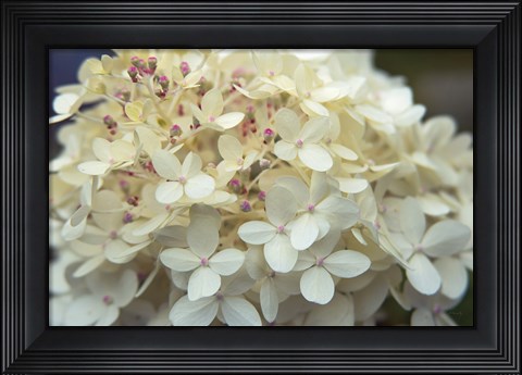 Framed Hydrangea Delight I Print