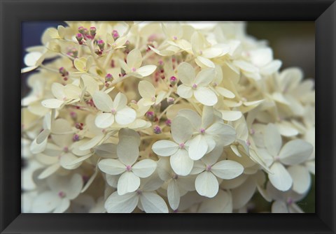 Framed Hydrangea Delight I Print