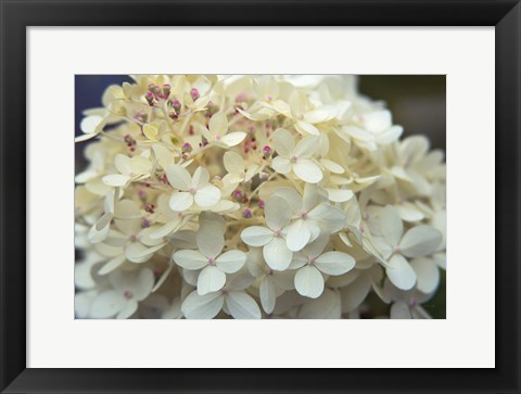 Framed Hydrangea Delight I Print