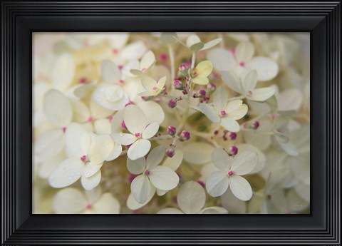 Framed Hydrangea Delight II Print