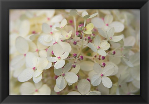 Framed Hydrangea Delight II Print