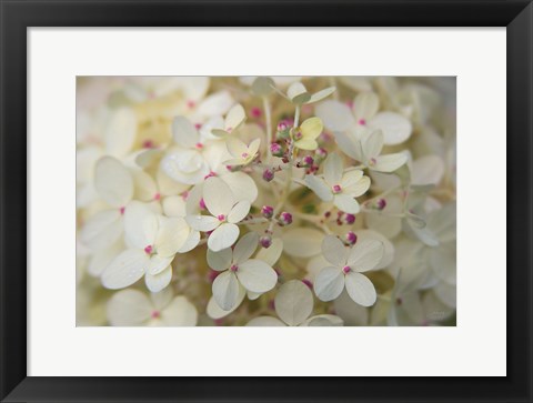 Framed Hydrangea Delight II Print