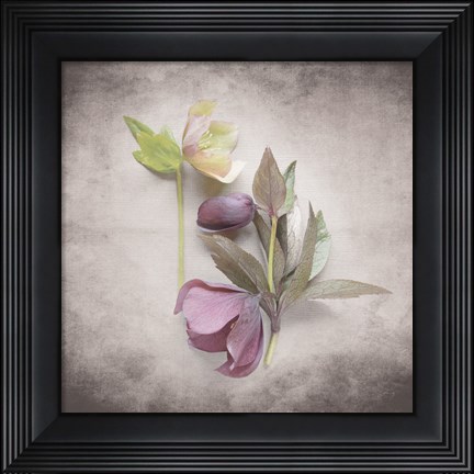 Framed Vintage Hellebore Study VII Print