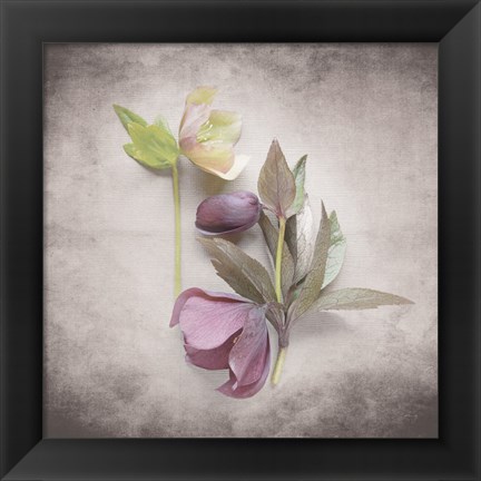 Framed Vintage Hellebore Study VII Print