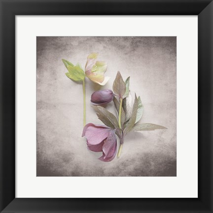 Framed Vintage Hellebore Study VII Print