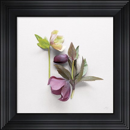 Framed Hellebore Study VII Print