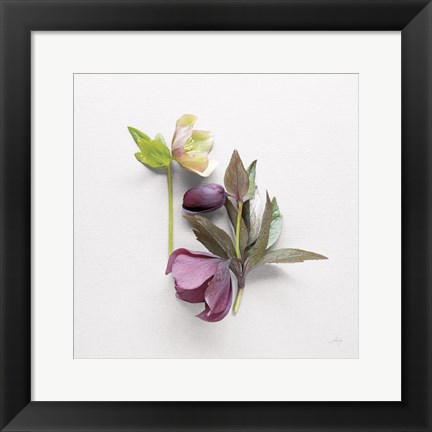 Framed Hellebore Study VII Print