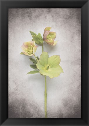 Framed Vintage Hellebore Study I Print