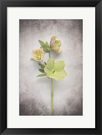 Framed Vintage Hellebore Study I Print