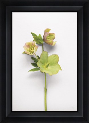 Framed Hellebore Study I Print