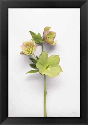 Framed Hellebore Study I Print