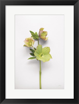 Framed Hellebore Study I Print