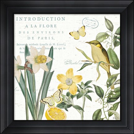 Framed Citron Curiosities III Print