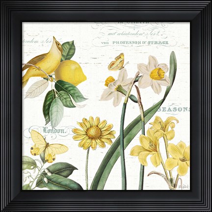 Framed Citron Curiosities II Print