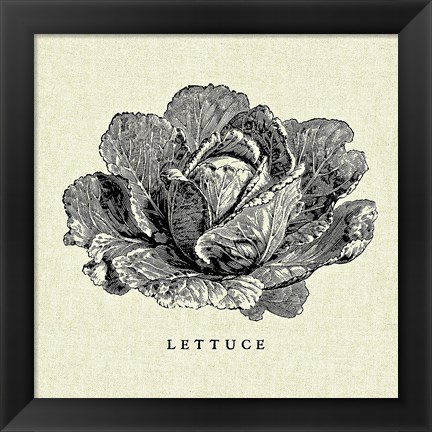 Framed Linen Vegetable BW Sketch Lettuce Print