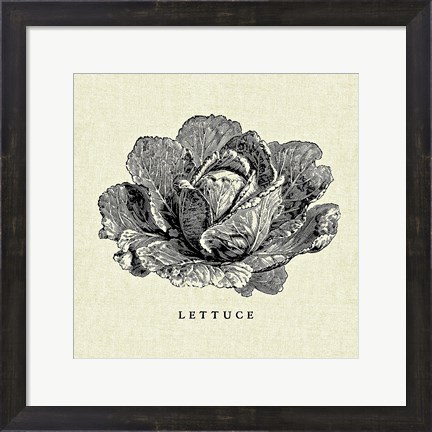 Framed Linen Vegetable BW Sketch Lettuce Print