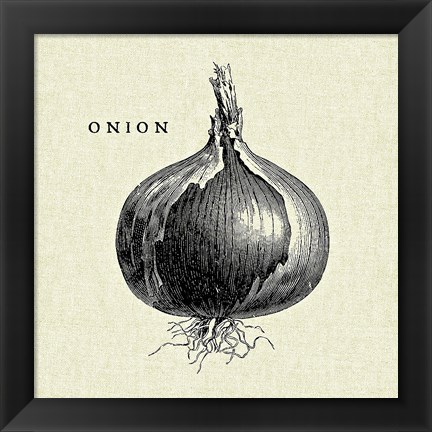 Framed Linen Vegetable BW Sketch Onion Print