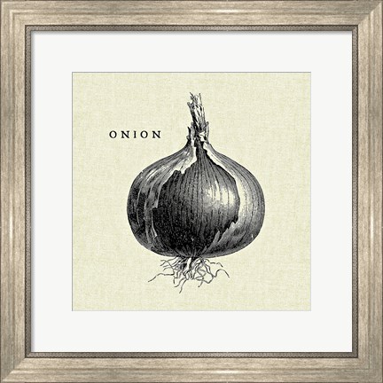 Framed Linen Vegetable BW Sketch Onion Print