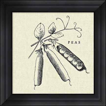 Framed Linen Vegetable BW Sketch Peas Print
