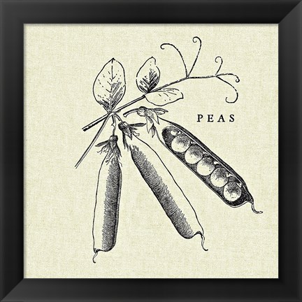 Framed Linen Vegetable BW Sketch Peas Print