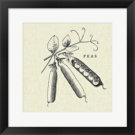 Framed Linen Vegetable BW Sketch Peas Print