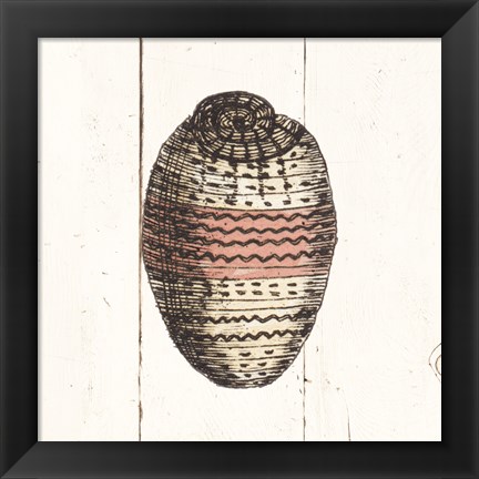 Framed Shell Sketches IV Shiplap Print