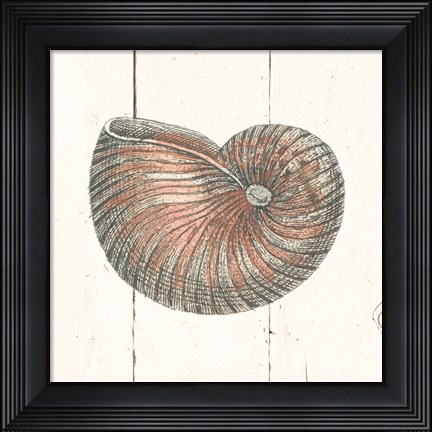 Framed Shell Sketches III Shiplap Print