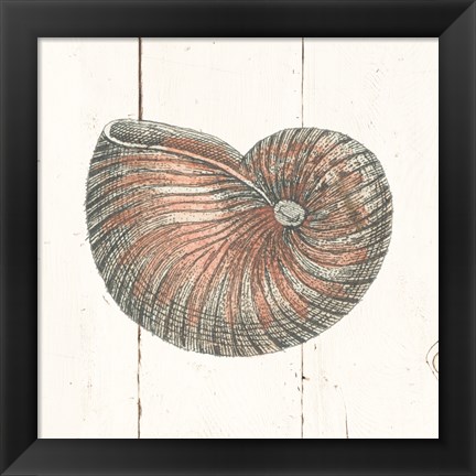 Framed Shell Sketches III Shiplap Print