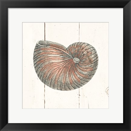 Framed Shell Sketches III Shiplap Print