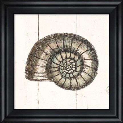Framed Shell Sketches I Shiplap Print