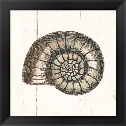 Framed Shell Sketches I Shiplap Print